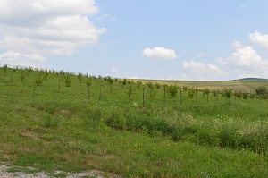 Felsőtelekes galéria